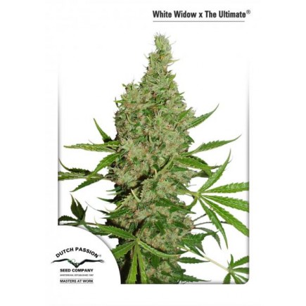 White Widow x The Ultimate 10Reg.